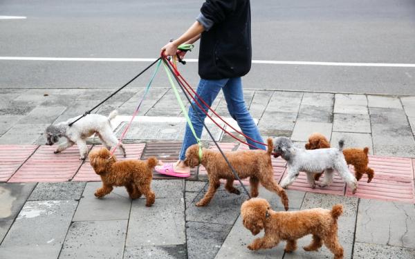 打死金毛犬被刑拘