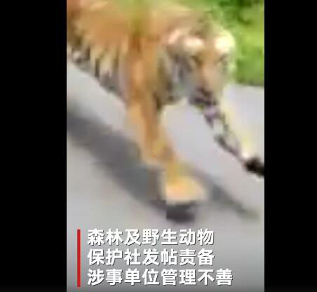 摩托骑手被老虎追击