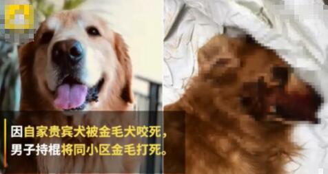 金毛犬主朋友遭人肉后报警