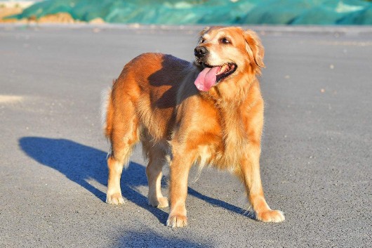 警方回应金毛犬案