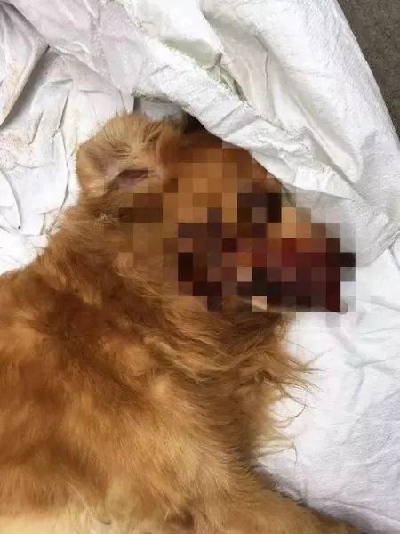 警方回应金毛犬案