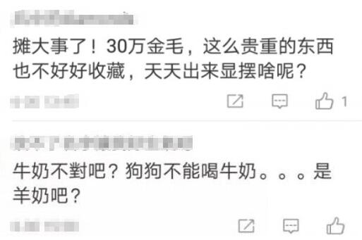 警方回应金毛犬案