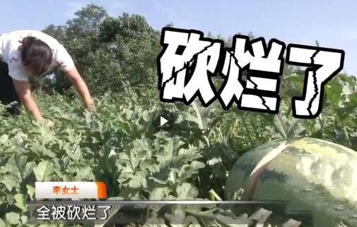 2000个西瓜被砍烂