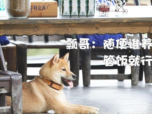 向往的生活锅碗瓢盆被谁领养了