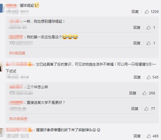 合肥大猩猩出逃