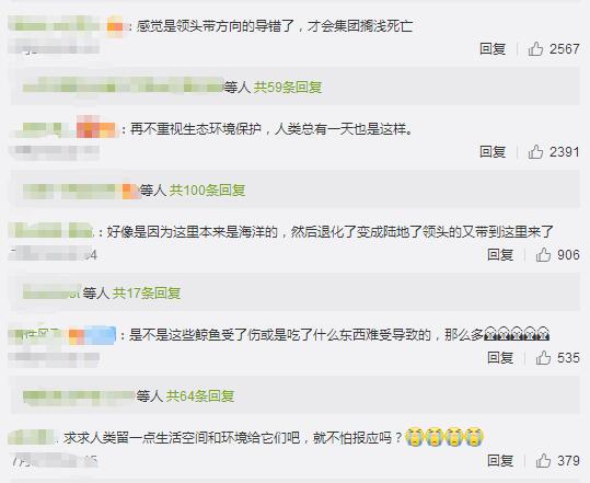 冰岛海滩现50具鲸鱼尸体
