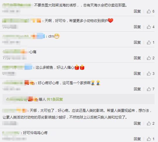 冰岛海滩现50具鲸鱼尸体