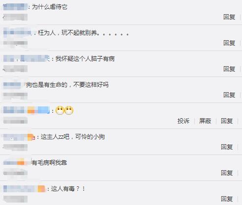 女司机开车遛狗