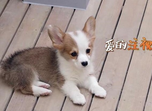 做家务的男人酷酷暴暴是什么狗