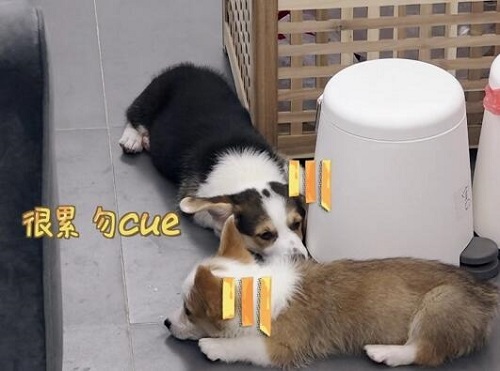 做家务的男人酷酷暴暴是什么狗