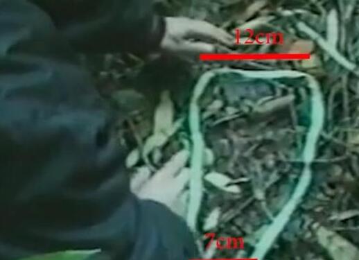 神农架野人目击事件