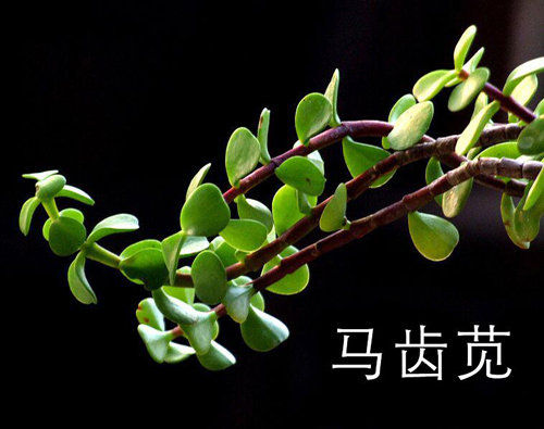 马齿笕对皮肤的作用