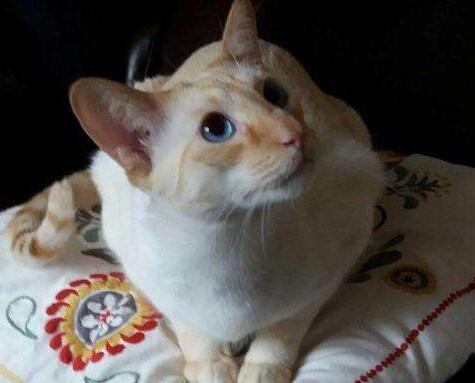 被猫咪抓伤险丧命