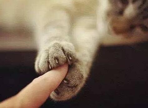 被猫咪抓伤险丧命