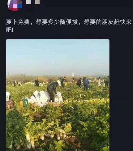 200亩萝卜被拔光