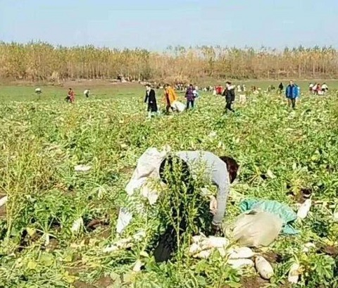 200亩萝卜被拔光