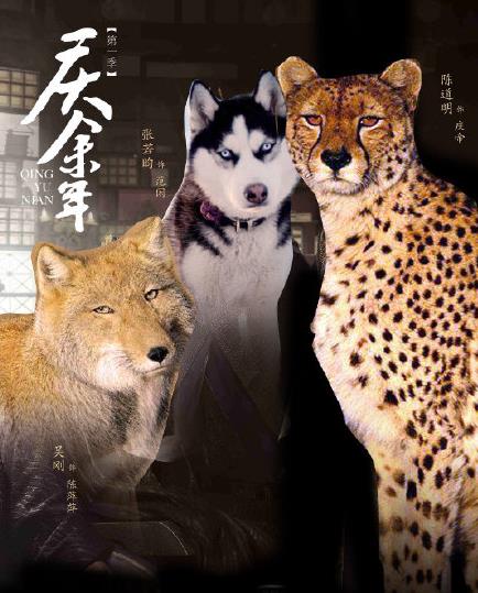 张若昀为什么是哈士奇
