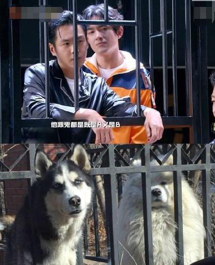 张若昀为什么是哈士奇