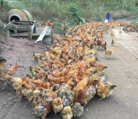 246只土鸡被吓死