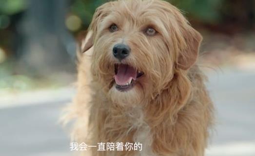 宠爱里的巴顿是什么品种