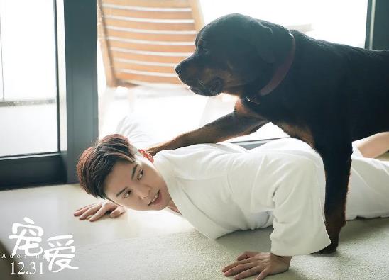 宠爱豪七是什么品种