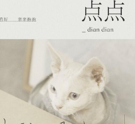 朋友请听好里面的猫是什么品种