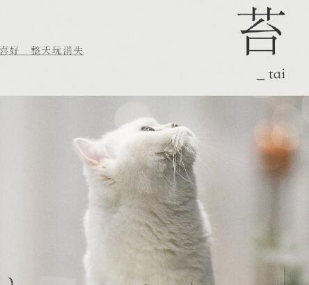 朋友请听好里面的猫是什么品种