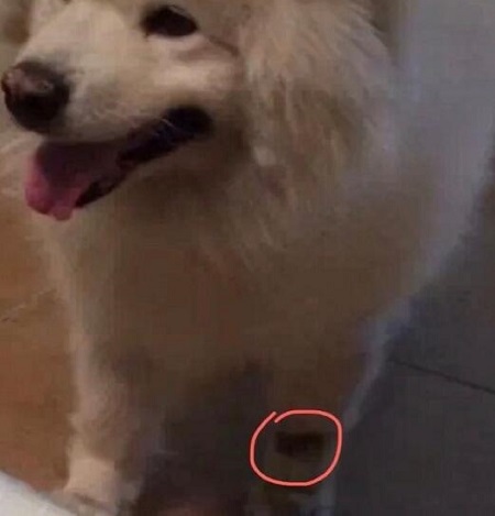 宝宝和去世狗狗同样胎记