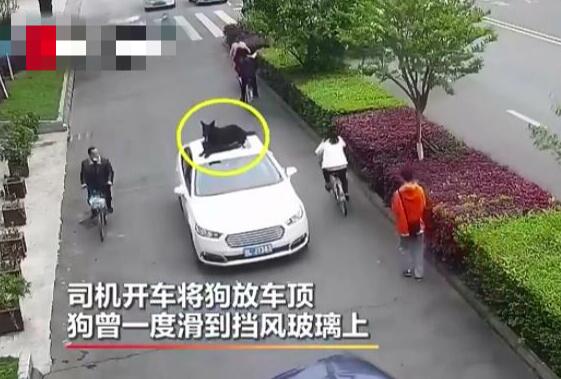 主人让狗坐在车顶