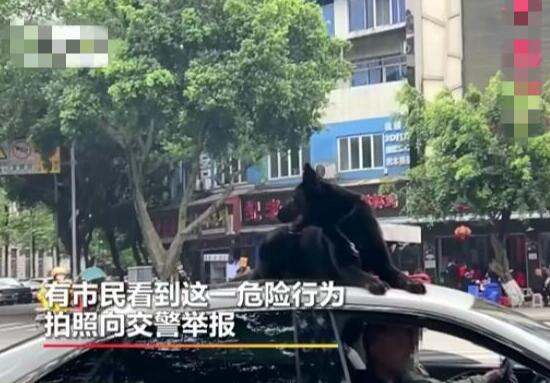 主人让狗坐在车顶