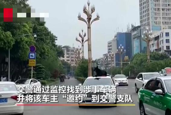 主人让狗坐在车顶