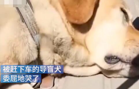 被骂哭的导盲犬主人说几乎每天被赶