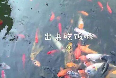 重庆明星鱼莽子被吃掉