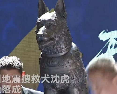 汶川地震搜救犬沈虎遗像落成