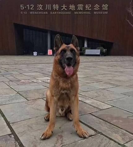 汶川地震搜救犬沈虎遗像落成