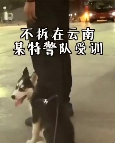 特警挑战训练二哈做警犬