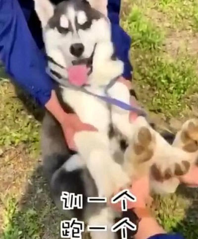 特警挑战训练二哈做警犬