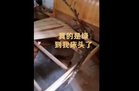 男子4个月没回家床头长竹子