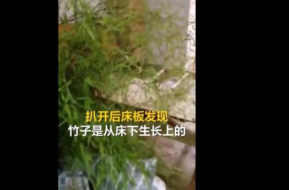 男子4个月没回家床头长竹子