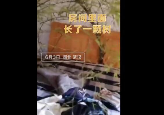 男子4个月没回家床头长竹子