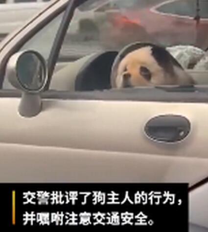 乐山熊猫狗逛街