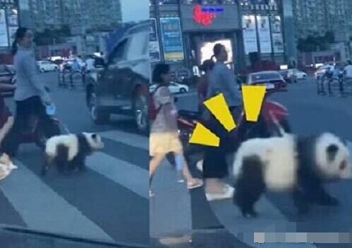 乐山熊猫狗逛街