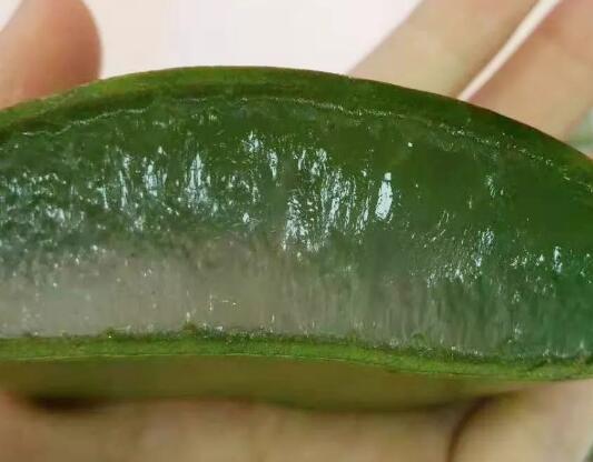 鲜芦荟怎样做面膜