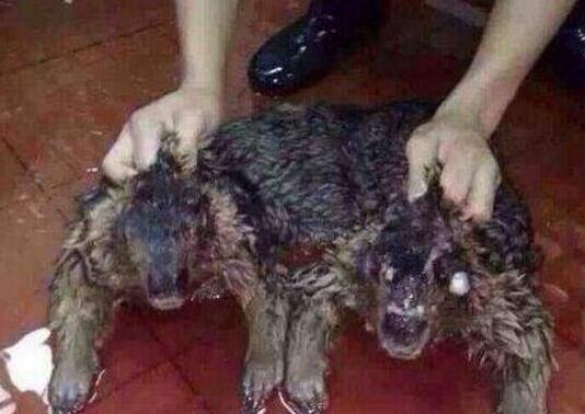 水猴子水鬼真的存在吗