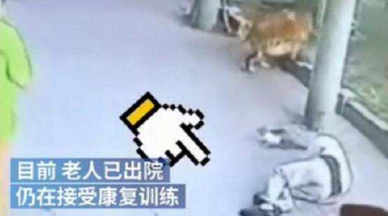 遛狗老人被高空坠猫砸晕倒地
