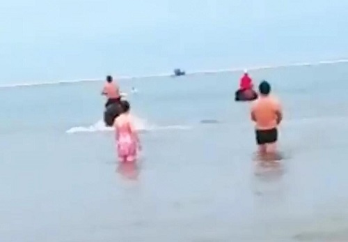福建下海救人的两匹救命恩马去世