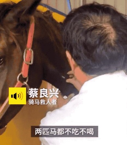 福建下海救人的两匹救命恩马去世