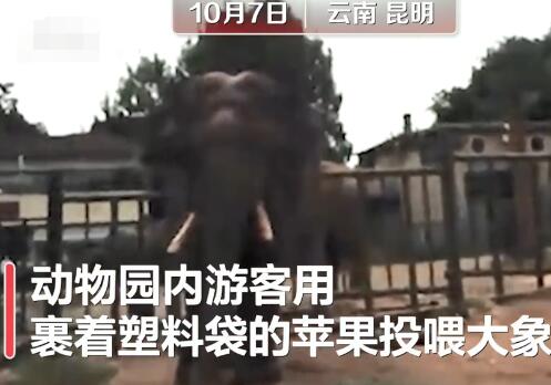 游客用裹塑料袋苹果投喂大象