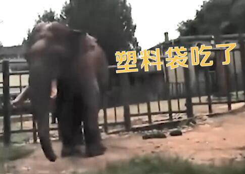 游客用裹塑料袋苹果投喂大象