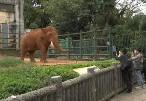 游客用裹塑料袋苹果投喂大象